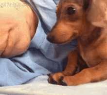 Puppy Little Spoon GIF - Dog Cuddle Sleep GIFs