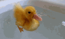Baby Duck GIF - Baby Duck Bathtub GIFs