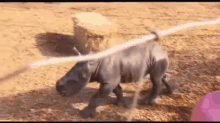 Babyrhino GIF - Rhinos Babies Cute GIFs