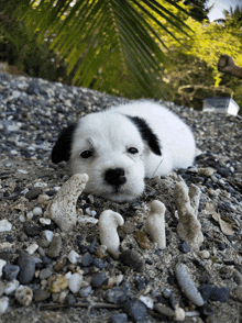 a small black and white puppy is laying in the sand