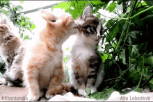 Cute Kittens GIF - Cute Kittens Licking GIFs
