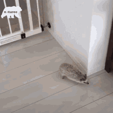 Cant Touch It Hedgehog GIF - Cant Touch It Hedgehog Cat GIFs