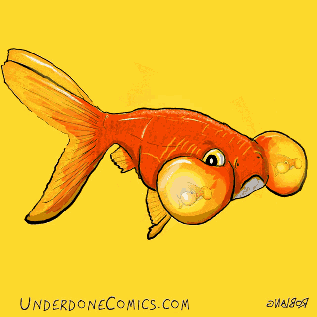 Goldfish Bubble Eye GIF - Goldfish Bubble Eye Fish - Discover & Share GIFs