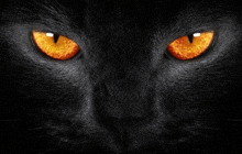 a close up of a black cat 's orange eyes