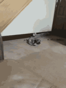 a cat is sitting on a carpet in a room next to a door .