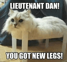 Legs Cat GIF - Legs Cat Lieutenant Dan GIFs