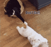 Dont Go Cat GIF