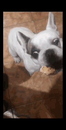 Lolol Frenchie GIF - Lolol Frenchie Dog GIFs