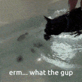 Gup Erm What The Gup GIF