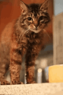 Brooke Lee Cat GIF - Brooke Lee Cat Cat Tongue GIFs