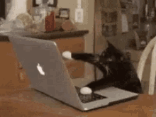 Cats Cat GIF - Cats Cat Type GIFs