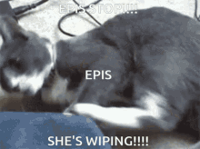 Epis Cat GIF - Epis Cat Dumb GIFs