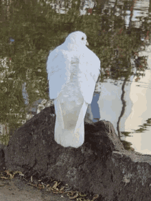 Bird Dove GIF