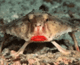 a close up of a fish with a red lips