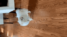 Dog Perro GIF - Dog Perro Cachorro GIFs