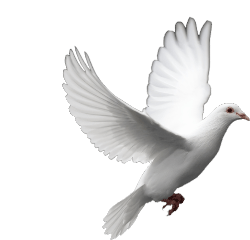 Paloma Gif Bird Sticker - Paloma Gif Bird Dove Stickers