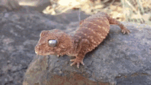 Gecko Pushups GIF - Gecko Pushups Lizard GIFs