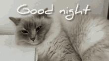 Good Night GIF - Good Night Good Night GIFs