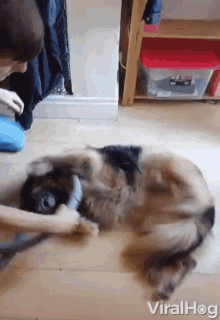 Cleaning Fur GIF - Cleaning Fur Dog GIFs
