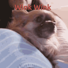 Wink Wink Horror Wink GIF - Wink Wink Horror Wink Wink Dog GIFs
