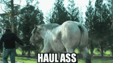 horse run haul ass
