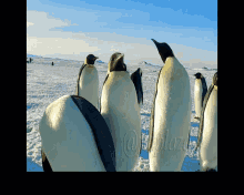 Penguins Head Shaking GIF - Penguins Head Shaking Shakes Head GIFs