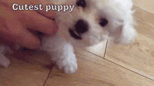 Cutest Puppy  GIF