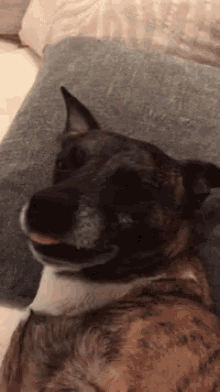 Angry Scrappy GIF - Angry Scrappy Dog GIFs