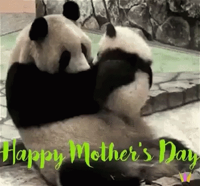 Happy Mothers Day Panda GIF - Happy Mothers Day Panda Mom ...