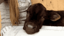 Animals Cow GIF - Animals Cow Tired GIFs