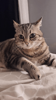 a cat laying on a bed with a white blanket looking at the camera