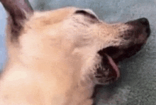 a close up of a dog yawning with its tongue out .
