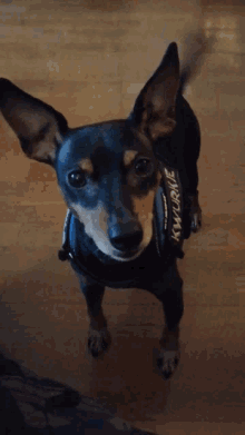 Kwurkie Dog GIF - Kwurkie Dog Hond GIFs
