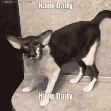 Haru Daily GIF - Haru Daily Harusdaily GIFs