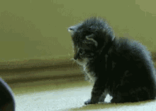Kitty On/Off GIF - Kitten Play Dead Cat GIFs