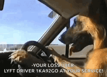 funny animals dogs dog driving german shepherd driving