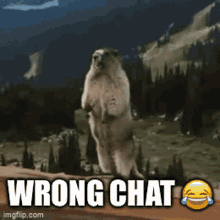 Wrongchat GIF - Wrongchat Wrong Chat GIFs