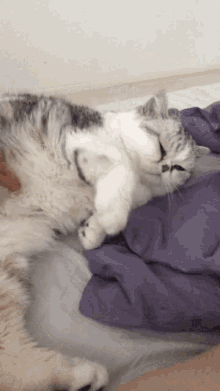 Hiroshi Pet GIF - Hiroshi Pet Cat GIFs
