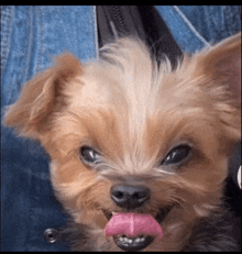 a small dog with a pink tongue sticking out is being held by a person