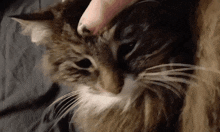 a close up of a cat laying on a bed