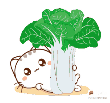 kitty cat peek chinese cabbage hi