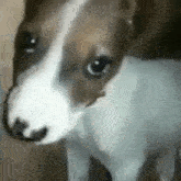a brown and white dog is looking at the camera in a close up of its face .