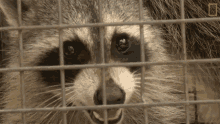 Caged Raccoon When Nature Calls GIF - Caged Raccoon When Nature Calls Trapped GIFs