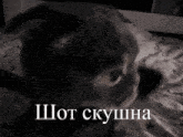 a black and white photo of a cat with a caption that says " shot ckysha "