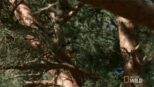 Jump Destination Wild GIF - Jump Destination Wild Red Squirrel GIFs