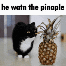 He Want The Pineapple Pina GIF - He Want The Pineapple Pina Cat GIFs
