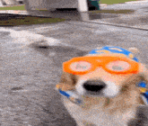 a dog wearing a hat and goggles is walking down a street .