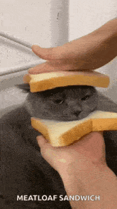 Loaf Of Cat GIF - Loaf Of Cat GIFs