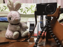 Bunny Smile GIF - Bunny Smile Photographer GIFs