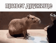 Capybara капибара GIF - Capybara капибара GIFs